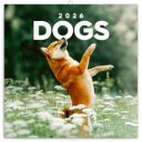 Falinaptár képes lemeznaptár 300x300mm, Dogs Realsystem 2027.