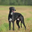 Falinaptár képes lemeznaptár 300x300mm, Dogs Realsystem 2027.
