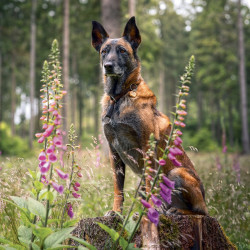 Falinaptár képes lemeznaptár 300x300mm, Dogs Realsystem 2027.