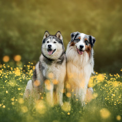 Falinaptár képes lemeznaptár 300x300mm, Dogs Realsystem 2027.