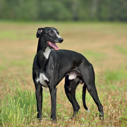 Falinaptár képes lemeznaptár 300x300mm, Dogs Realsystem 2027.