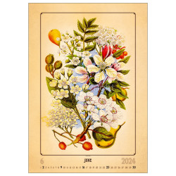 Falinaptár képes 315 × 450 mm Herbarium Dayliner 2024.