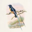 Falinaptár képes lemeznaptár 300x300mm, Birds in Art Realsystem 2027.