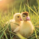 Falinaptár képes lemeznaptár 300x300mm, Animal Cuties Realsystem 2027.