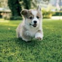 Falinaptár képes lemeznaptár 300x300mm, Animal Cuties Realsystem 2027.