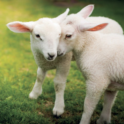 Falinaptár képes lemeznaptár 300x300mm, Animal Cuties Realsystem 2027.