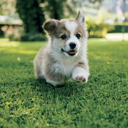 Falinaptár képes lemeznaptár 300x300mm, Animal Cuties Realsystem 2027.