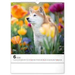 Falinaptár képes  300x340mm Dogs Realsystem 2026. Író- irodaszer, papíráru Realsystem