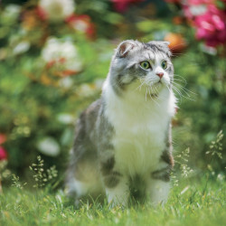 Falinaptár képes lemeznaptár 300x300mm, Cats Realsystem 2027.