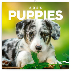 Falinaptár képes lemeznaptár 300x300mm, Puppies Realsystem 2026. Író- irodaszer, papíráru Realsystem