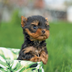 Falinaptár képes lemeznaptár 300x300mm, Puppies Realsystem 2027.