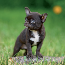 Falinaptár képes lemeznaptár 300x300mm, Puppies Realsystem 2027.