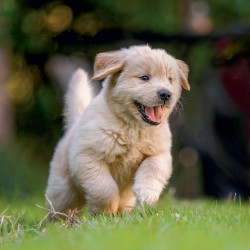Falinaptár képes lemeznaptár 300x300mm, Puppies Realsystem 2027.