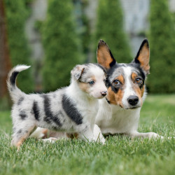 Falinaptár képes lemeznaptár 300x300mm, Puppies Realsystem 2027.