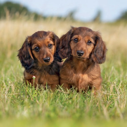Falinaptár képes lemeznaptár 300x300mm, Puppies Realsystem 2027.