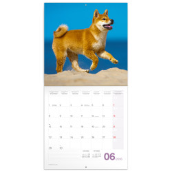 Falinaptár képes lemeznaptár 300x300mm, Puppies Realsystem 2026. Író- irodaszer, papíráru Realsystem