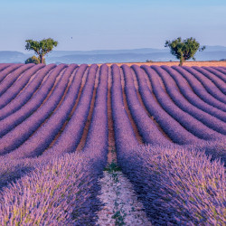 Falinaptár képes lemeznaptár 300x300mm, Provence Realsystem 2027.