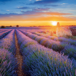 Falinaptár képes lemeznaptár 300x300mm, Provence Realsystem 2027.