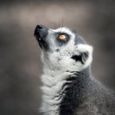 Falinaptár képes lemeznaptár 300x300mm, Endangered Animals Realsystem 2027.
