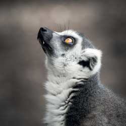 Falinaptár képes lemeznaptár 300x300mm, Endangered Animals Realsystem 2027.