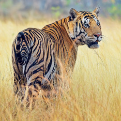Falinaptár képes lemeznaptár 300x300mm, Endangered Animals Realsystem 2027.