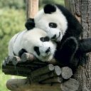Falinaptár képes lemeznaptár 300x300mm, Pandas Realsystem 2027.