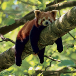 Falinaptár képes lemeznaptár 300x300mm, Pandas Realsystem 2027.