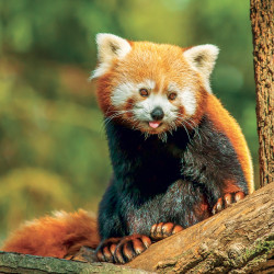 Falinaptár képes lemeznaptár 300x300mm, Pandas Realsystem 2027.