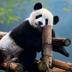 Falinaptár képes lemeznaptár 300x300mm, Pandas Realsystem 2027.