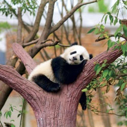 Falinaptár képes lemeznaptár 300x300mm, Pandas Realsystem 2027.