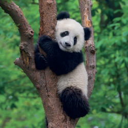 Falinaptár képes lemeznaptár 300x300mm, Pandas Realsystem 2027.