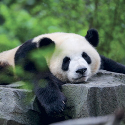 Falinaptár képes lemeznaptár 300x300mm, Pandas Realsystem 2027.