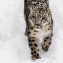 Falinaptár képes lemeznaptár 300x300mm, Wild Animals Realsystem 2027.