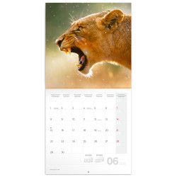 Falinaptár képes lemeznaptár 300x300mm, Wild Animals Realsystem 2027. Író- irodaszer, papíráru Realsystem
