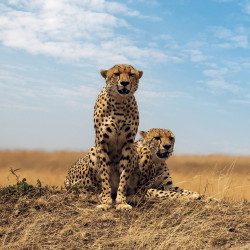 Falinaptár képes lemeznaptár 300x300mm, Wild Animals Realsystem 2027.