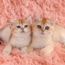 Falinaptár képes lemeznaptár 300x300mm, Kittens Realsystem 2027.