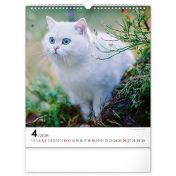 Falinaptár képes  300x340mm Cats Realsystem 2026.