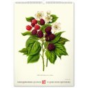 Falinaptár képes  330×460mm Vintage Posters-Herbarium Realsystem 2027.