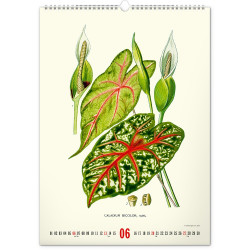 Falinaptár képes  330×460mm Vintage Posters-Herbarium Realsystem 2027.