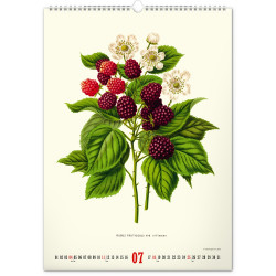 Falinaptár képes  330×460mm Vintage Posters-Herbarium Realsystem 2027.