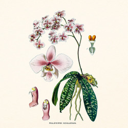 Falinaptár képes lemeznaptár 300x300mm, Herbarium Realsystem 2027.