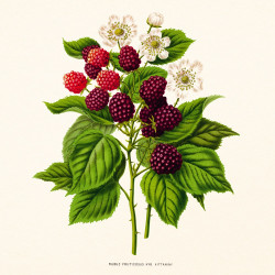 Falinaptár képes lemeznaptár 300x300mm, Herbarium Realsystem 2027.
