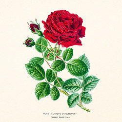 Falinaptár képes lemeznaptár 300x300mm, Herbarium Realsystem 2027.