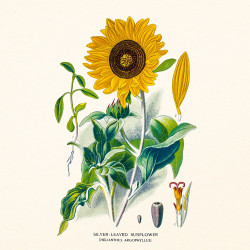 Falinaptár képes lemeznaptár 300x300mm, Herbarium Realsystem 2027.