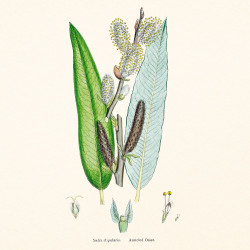 Falinaptár képes lemeznaptár 300x300mm, Herbarium Realsystem 2027.