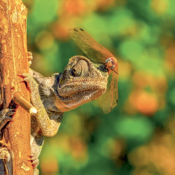 Falinaptár képes lemeznaptár 300x300mm, Lizards Realsystem 2027.