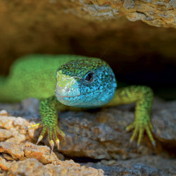 Falinaptár képes lemeznaptár 300x300mm, Lizards Realsystem 2027.