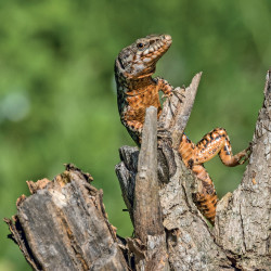 Falinaptár képes lemeznaptár 300x300mm, Lizards Realsystem 2027.