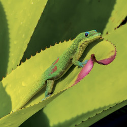 Falinaptár képes lemeznaptár 300x300mm, Lizards Realsystem 2027.