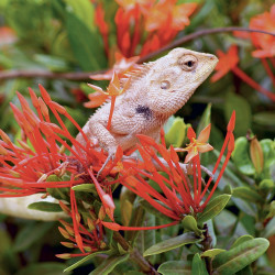 Falinaptár képes lemeznaptár 300x300mm, Lizards Realsystem 2027.